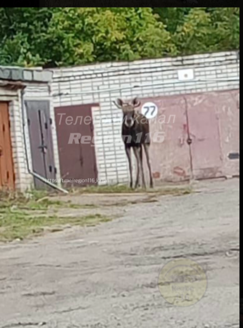    Фото: скриншот