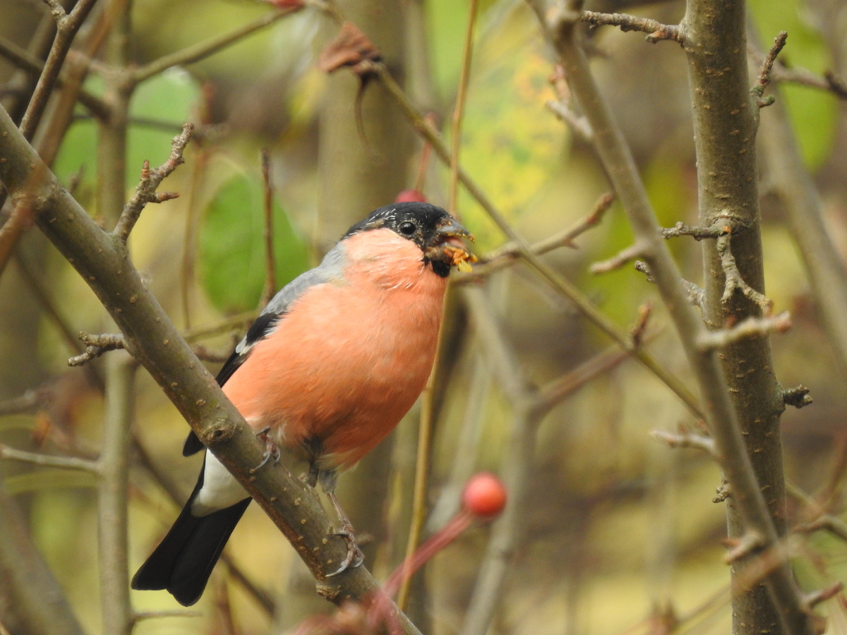 Снегирь, 18 сентября, фото автора