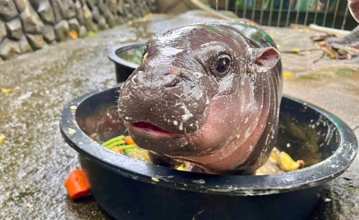 Источник фото: https://us.cnn.com/2024/09/14/travel/pigmy-hippo-thailand-latest-online-sensation-intl-hnk/