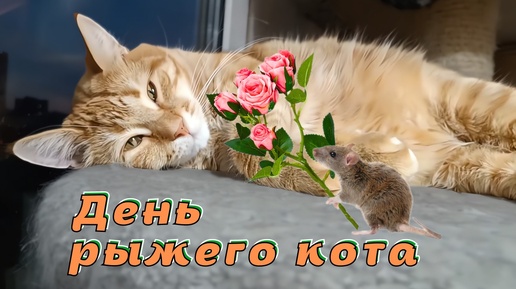 День рыжего кота.