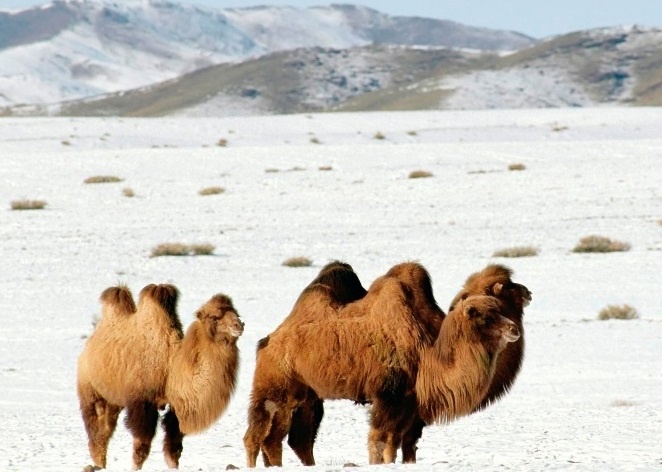 А вы знали, что верблюды и в Сибири живут?