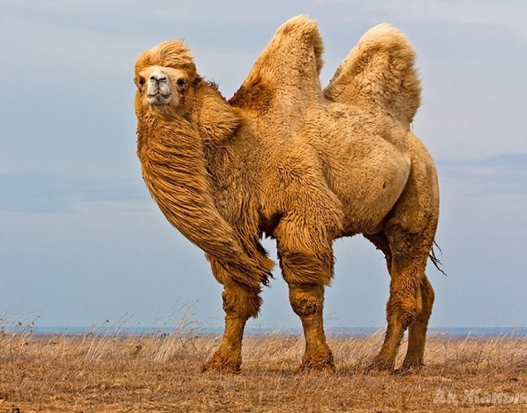 Красавец! Верблюд калмыцкой породы - самый крупный верблюд в мире