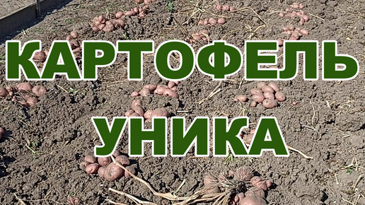 КАРТОФЕЛЬ УНИКА