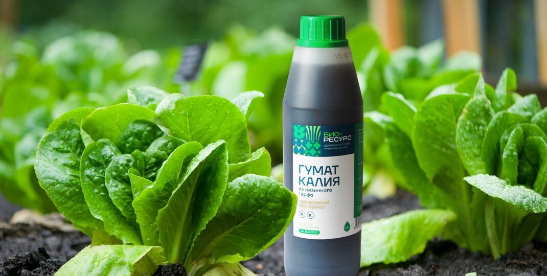 Осенняя зелень