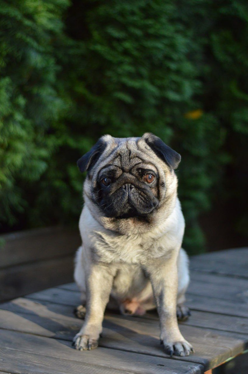 Маленькая собачка из приюта Домик Мелкашей ищет дом и семью