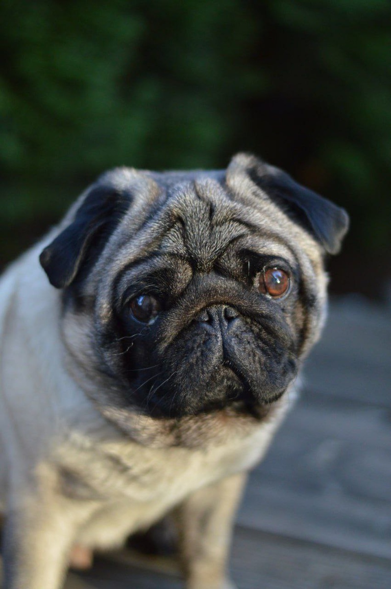 Маленькая собачка из приюта Домик Мелкашей ищет дом и семью