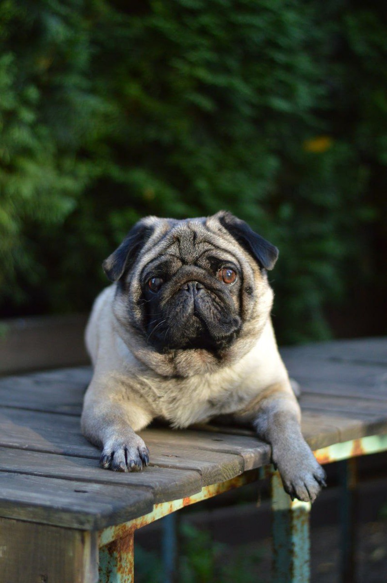 Маленькая собачка из приюта Домик Мелкашей ищет дом и семью