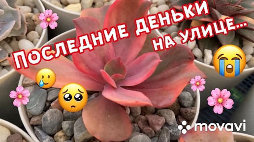 Последние деньки, на улице…🌸