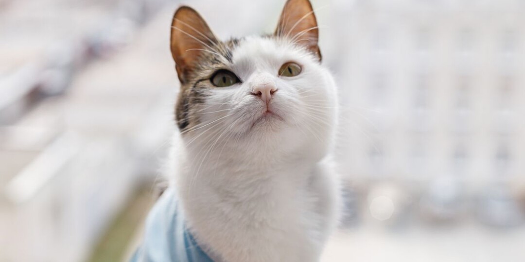 Должна ли кошка родить перед стерилизацией: что говорят ветеринары