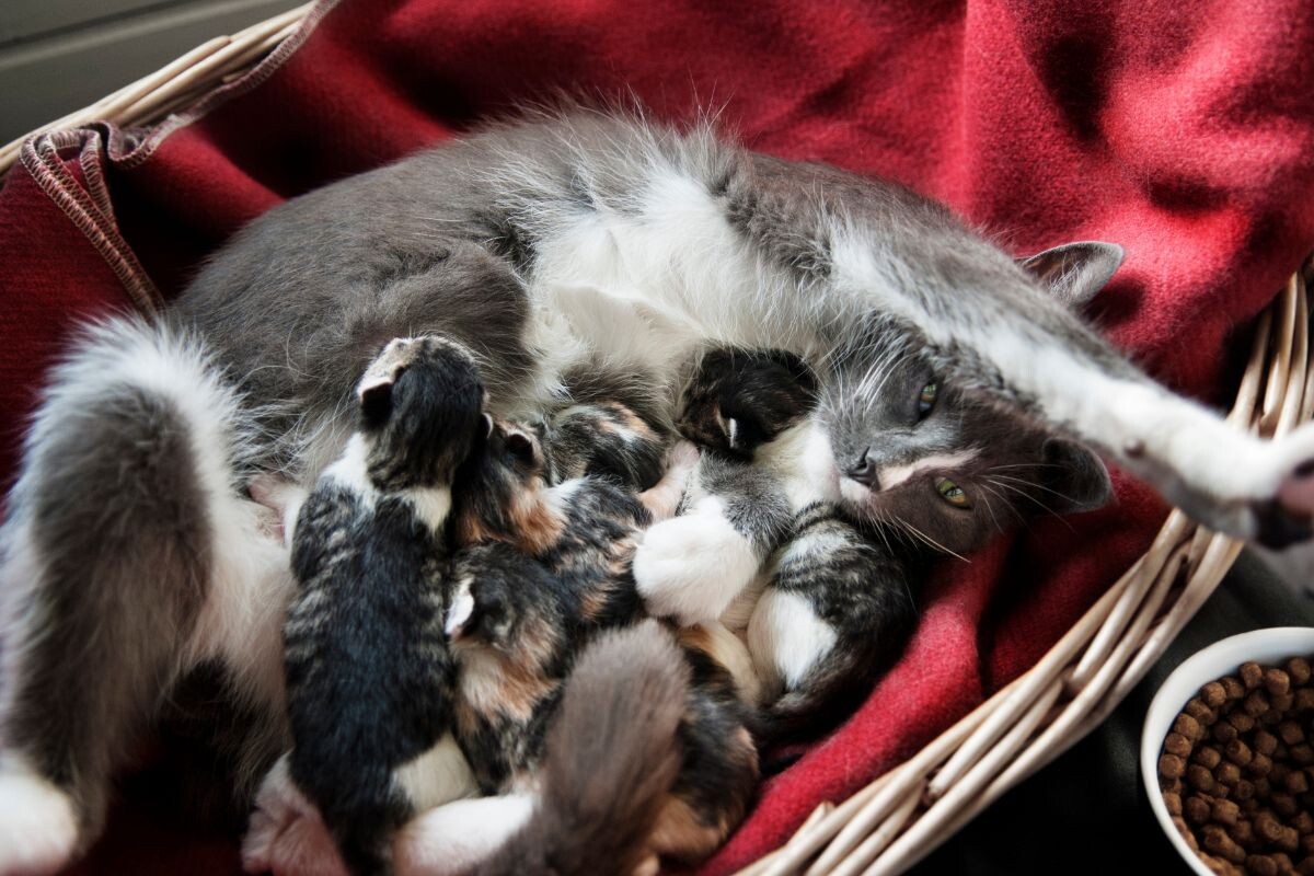 Кошка с котятами 