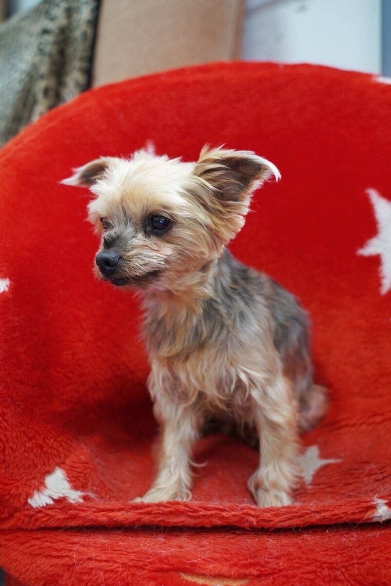 Маленькая собачка из приюта Домик Мелкашей ищет дом и семью