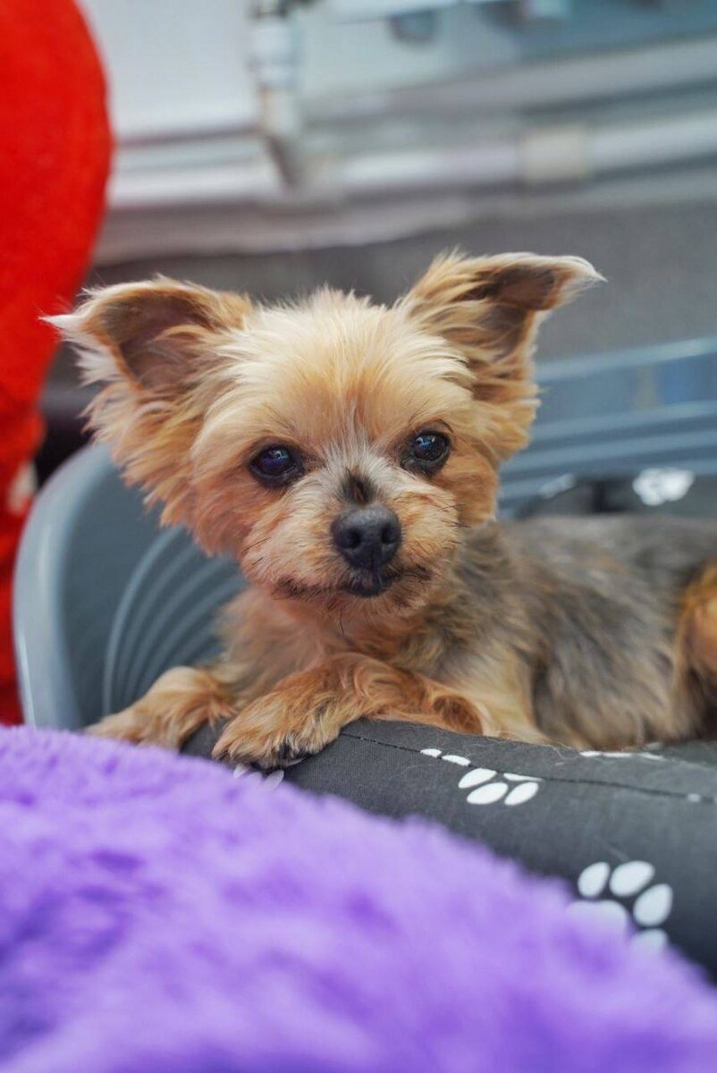 Маленькая собачка из приюта Домик Мелкашей ищет дом и семью