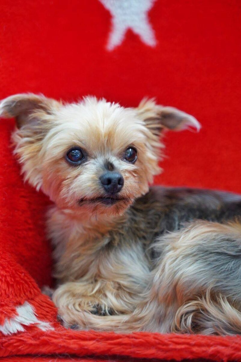 Маленькая собачка из приюта Домик Мелкашей ищет дом и семью