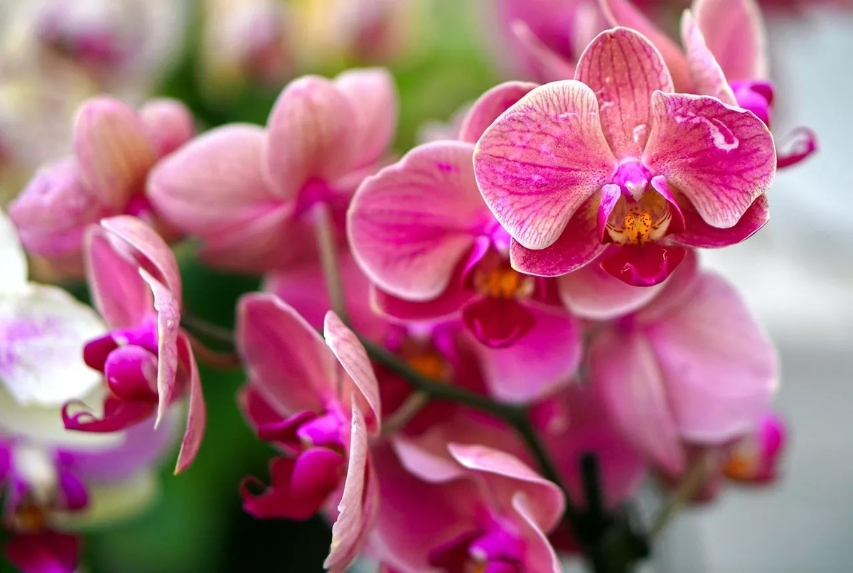 Фото: pixabay.com