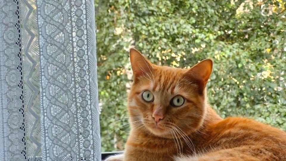 Можно ли выгуливать кошку на шлейке?