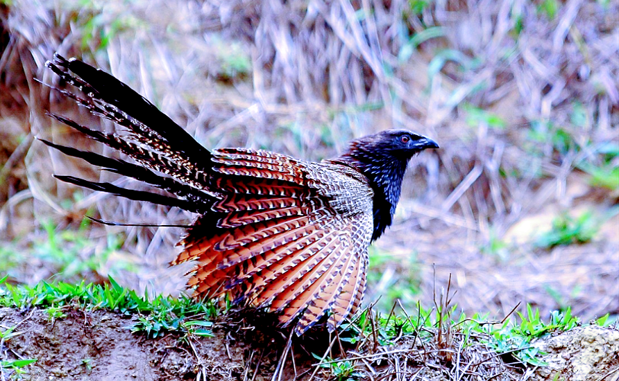 Лат. Centropus superciliosus, фото: fungi.su