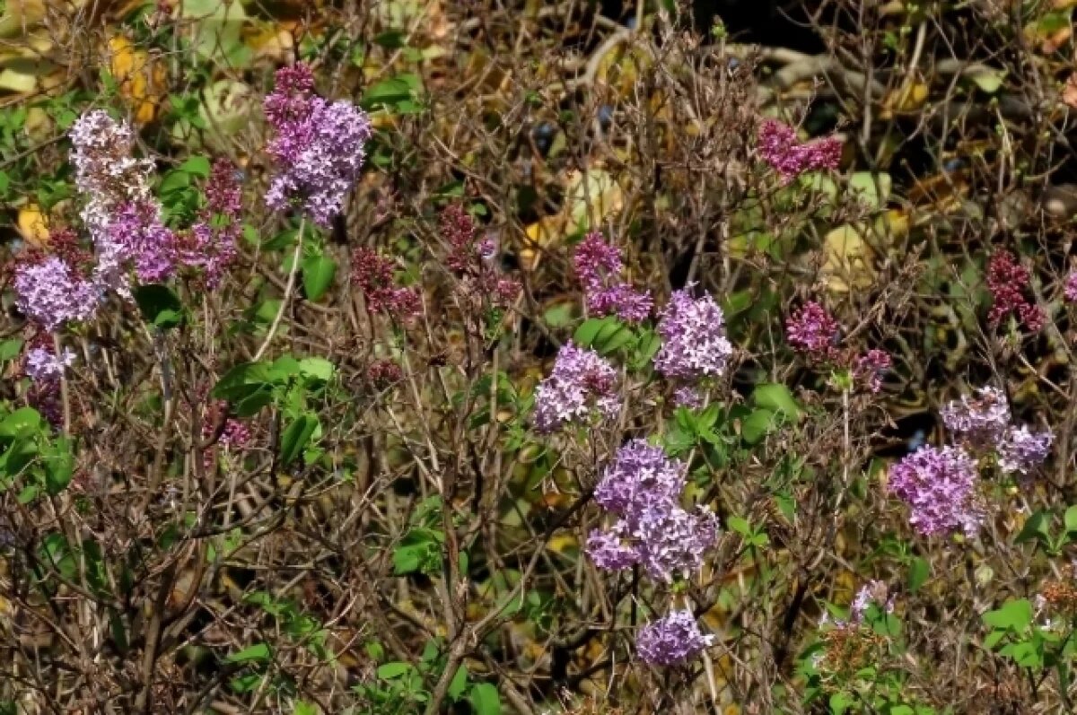    В Тверской области из-за жаркой погоды в сентябре зацвела сирень