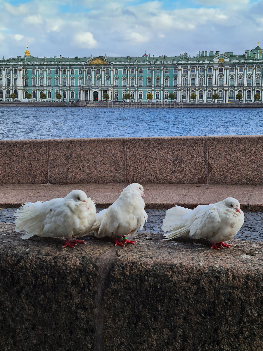 Фото: Парадная гостья
