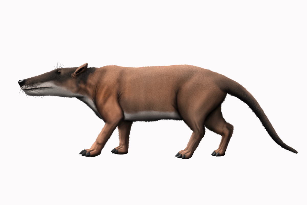  "Pakicetus inachus". : Zerosmany, CC BY-SA 4.0