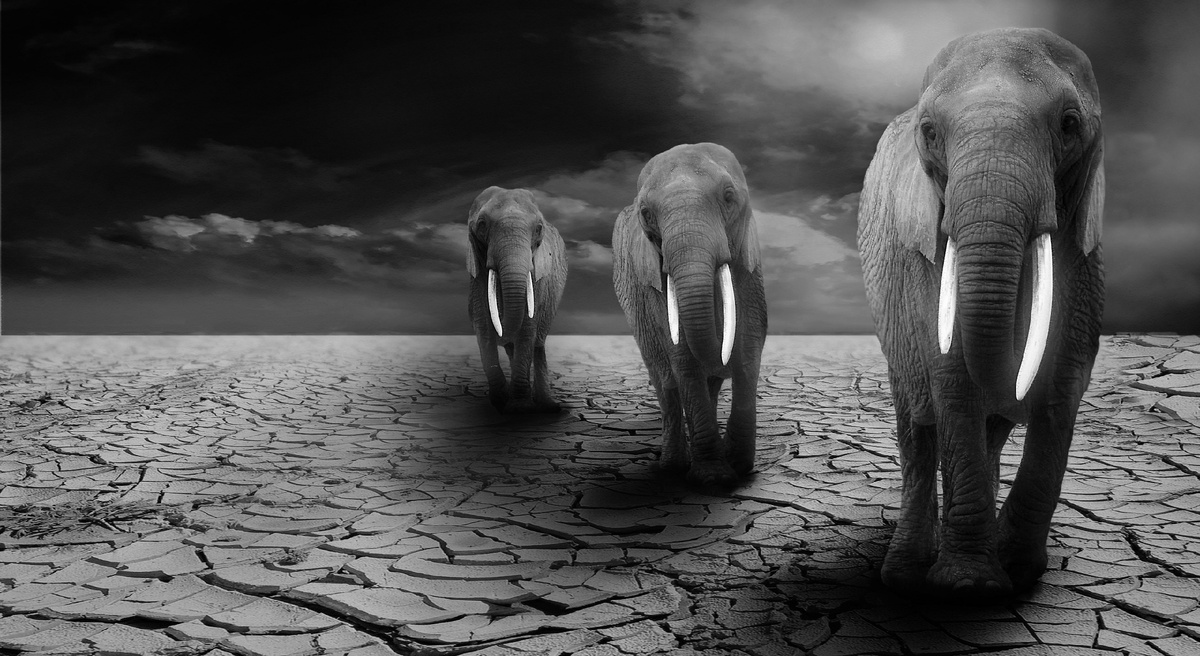 Фото: pixabay.com