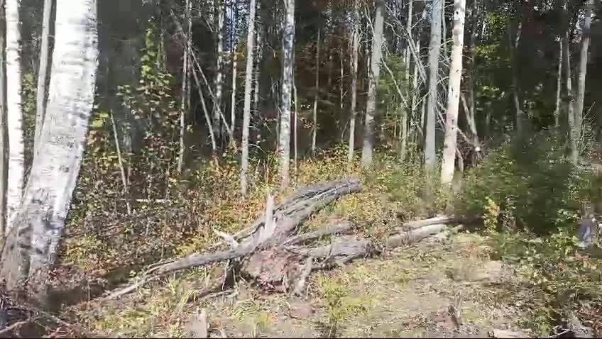 В этом лесу лесники обнаружили домик с котами