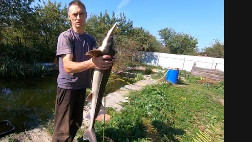 Поймал белугу. Шашлык из белуги,выращенной в своем пруду в огороде.