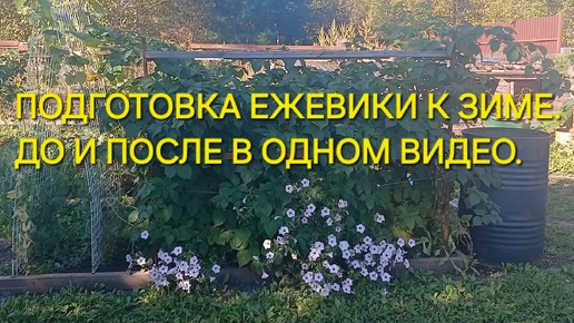 Самая противная работа осени - обрезка колючей ежевики. В следующем году решу, стоит ли ее оставлять или выкорчевать