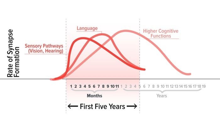 Этапы нейропластичности по годам