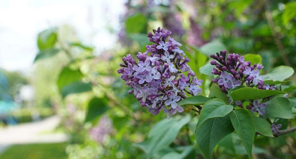    Пресс-служба администрации г.о. Химки