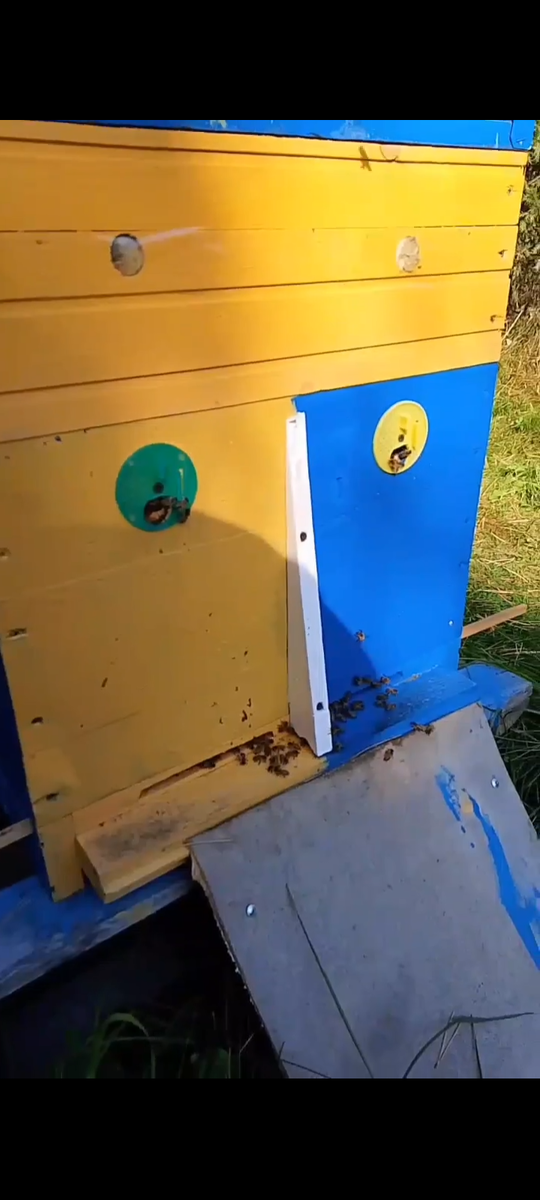 Один улей - две пчелосемьи