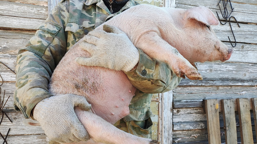 Вес поросят - гибридов в месяц и 3 недели! 🐖🐖🐖