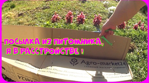 Распаковка посылки из главного магазина садоводов Agro-market24 / Посадка саженцев осенью