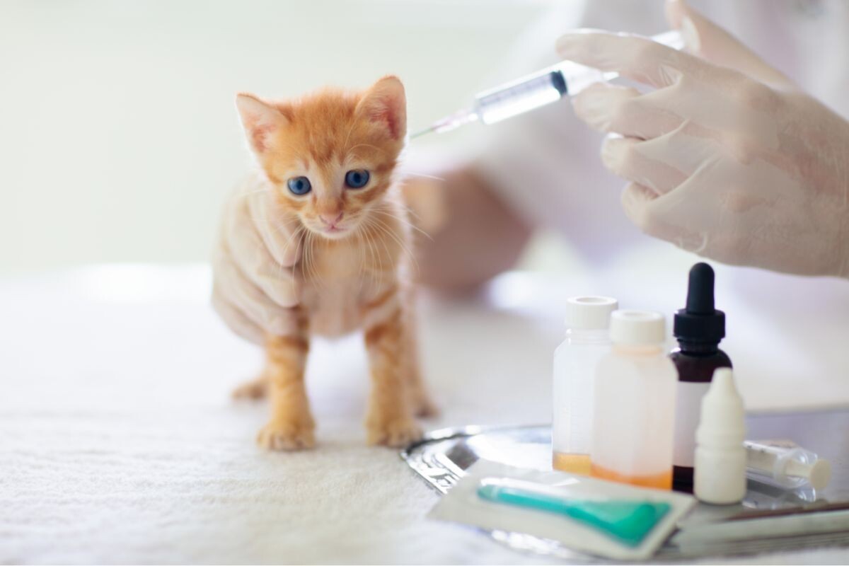 Какие прививки делают котятам