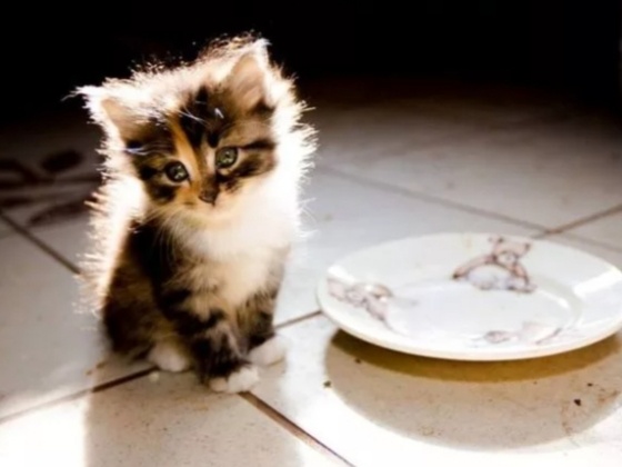 Почему кошка ест только один вид пищи