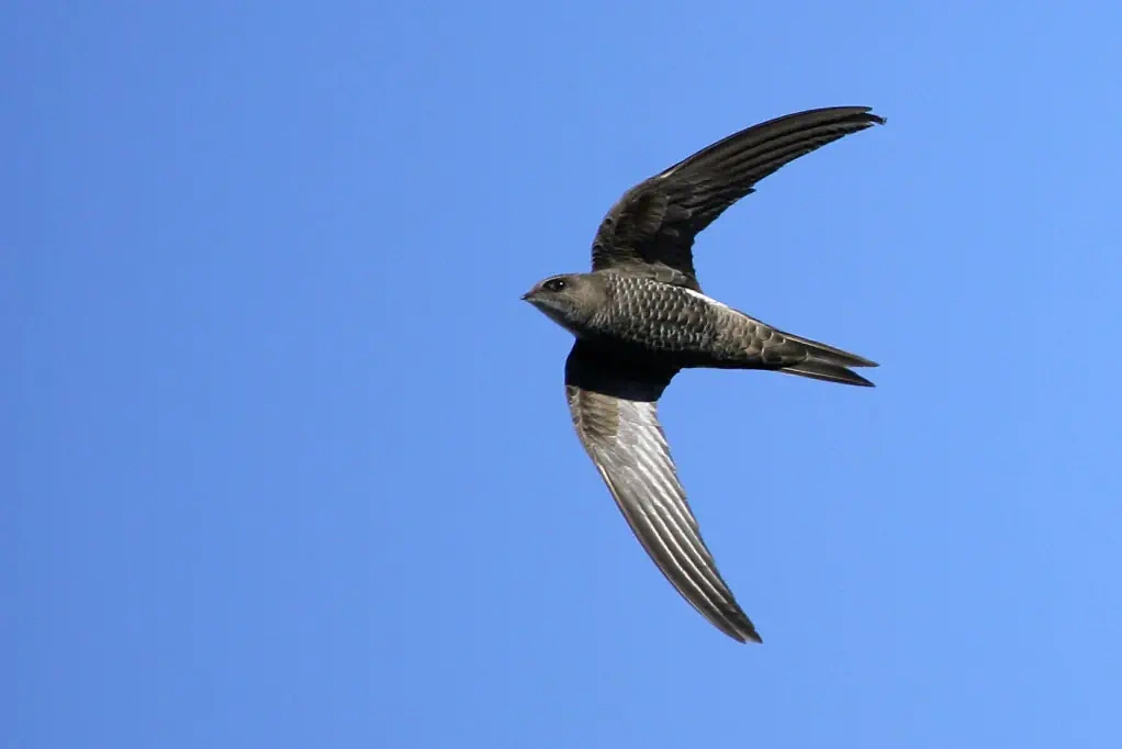    Чаще всего птицы связаны с дурными приметами.