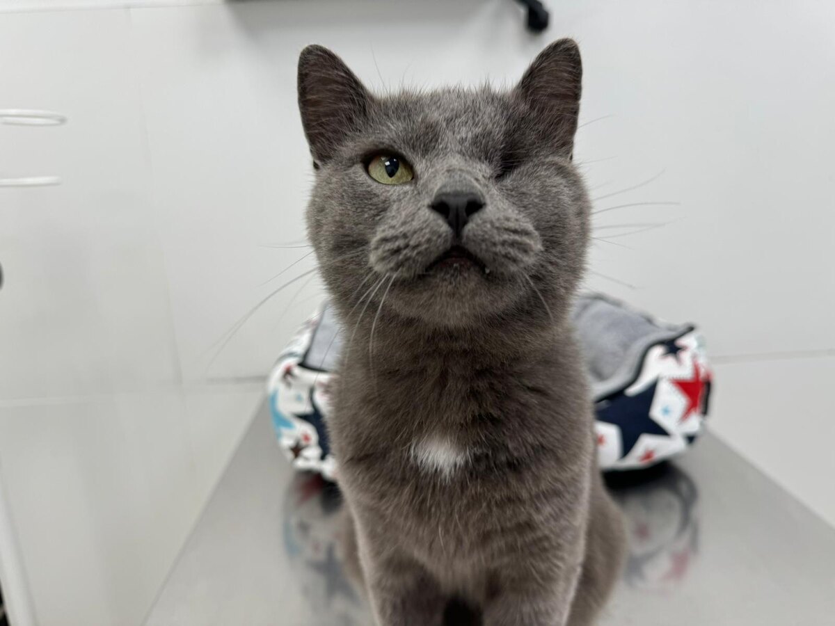 Платоша в клинике 