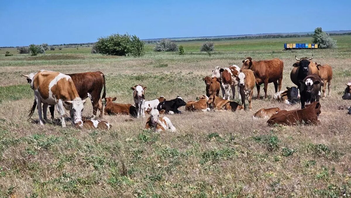     Автор: Александр Демахин