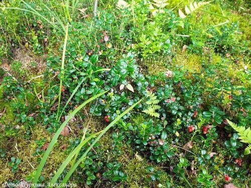    Брусничные полянки