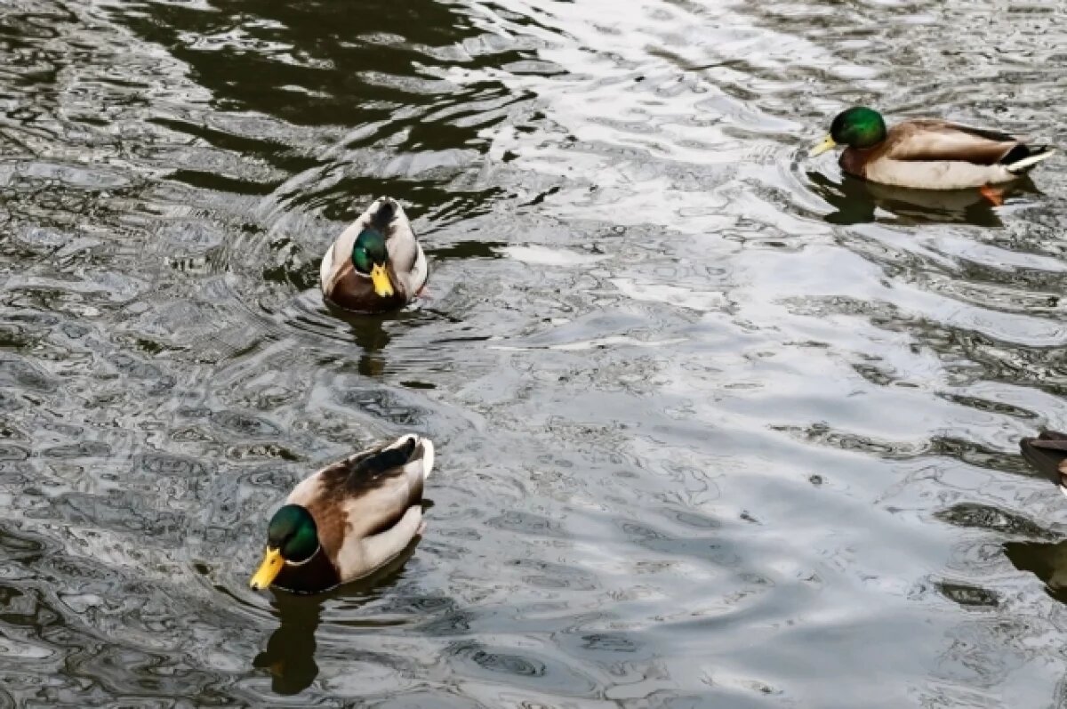    Охота вне сезона: астраханец лишен права охоты на год