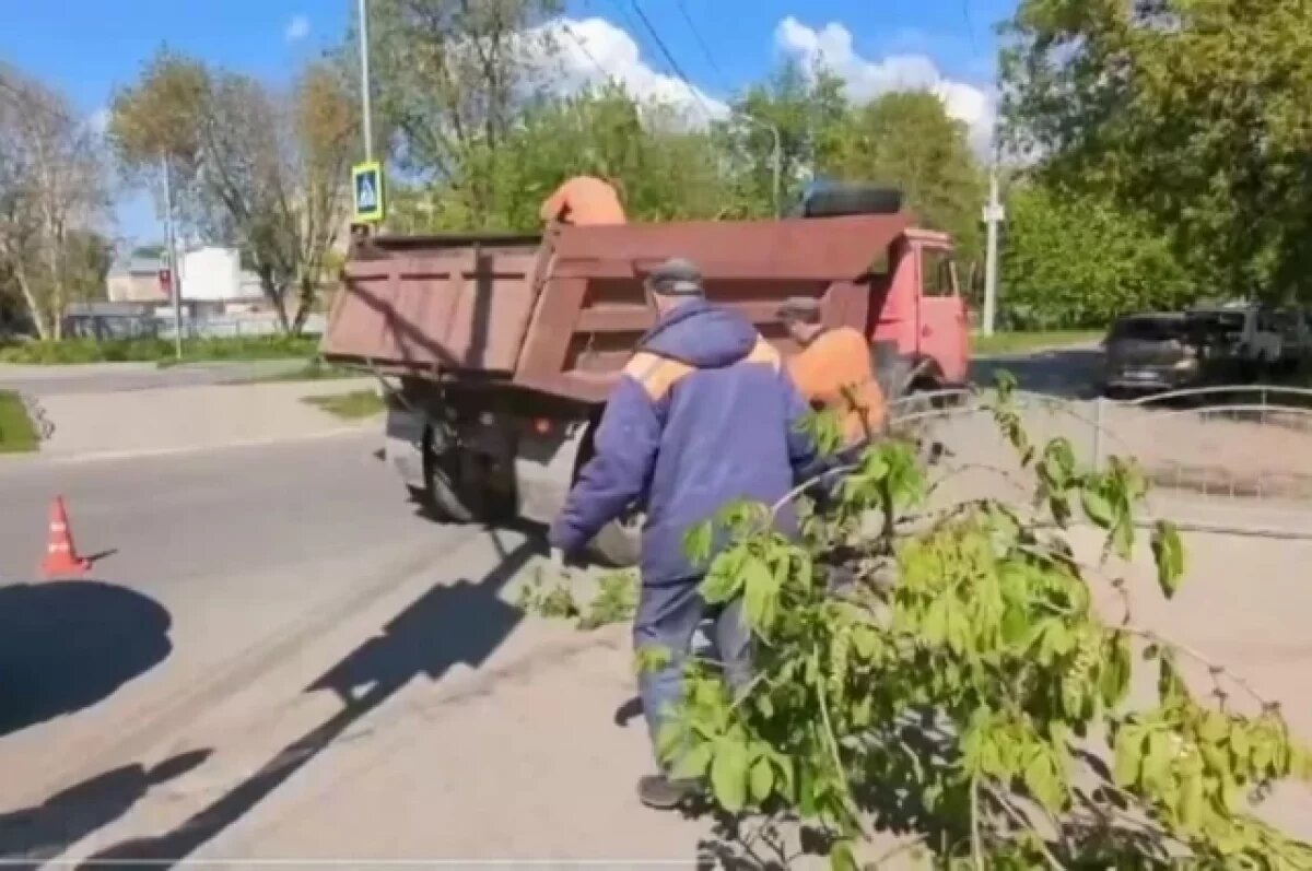    Калужане негативно отреагировали на массовый спил деревьев в городе