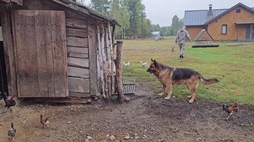 Гостям надо успеть всё показать, но и потрудиться на хуторе успеваем. Поездка в пущу и к тёще и свекрови