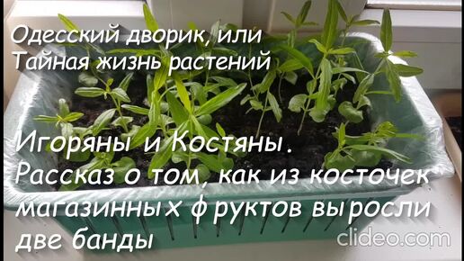 Игоряны и Костяны. Рассказ о том, как из косточек магазинных фруктов выросли две банды