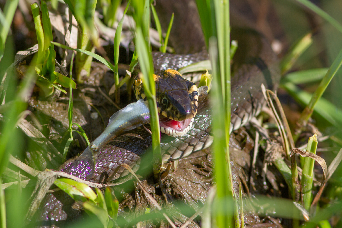 Уж со своей добычей.