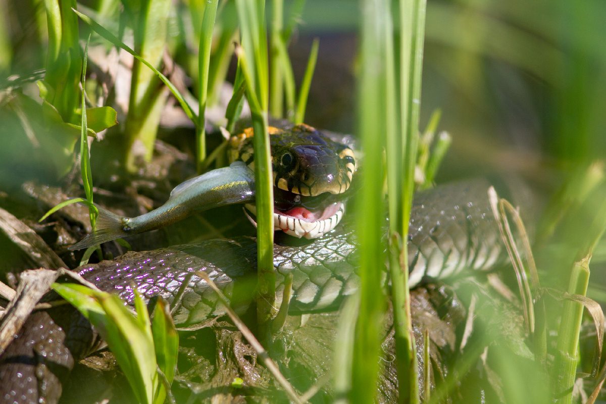 Добыча захвачена, теперь, главное - проглотить.