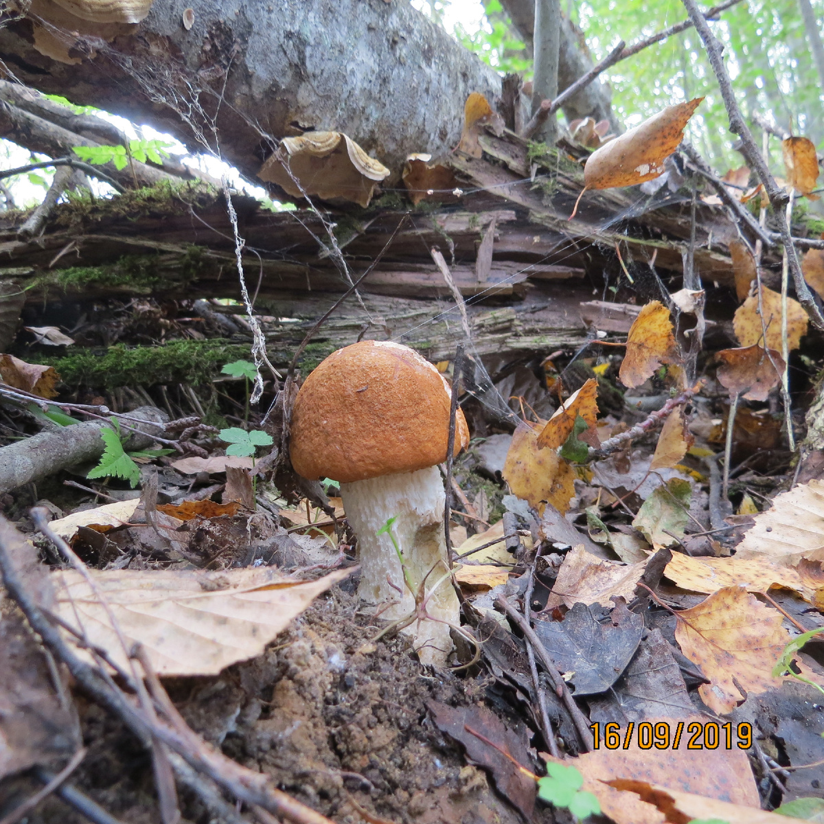 Фото автора. Архив 2019.