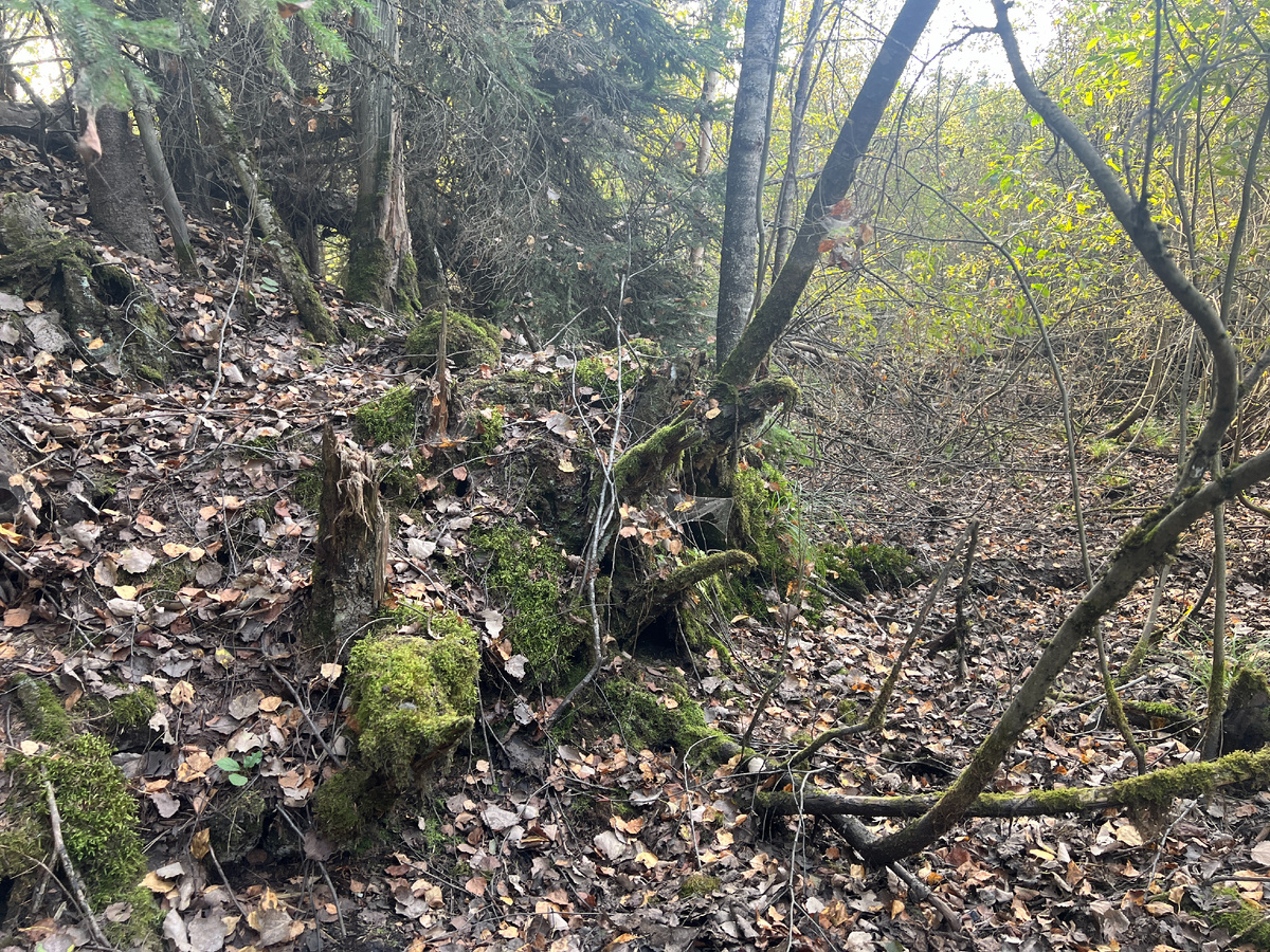 Фото автора. 19.09.2024 