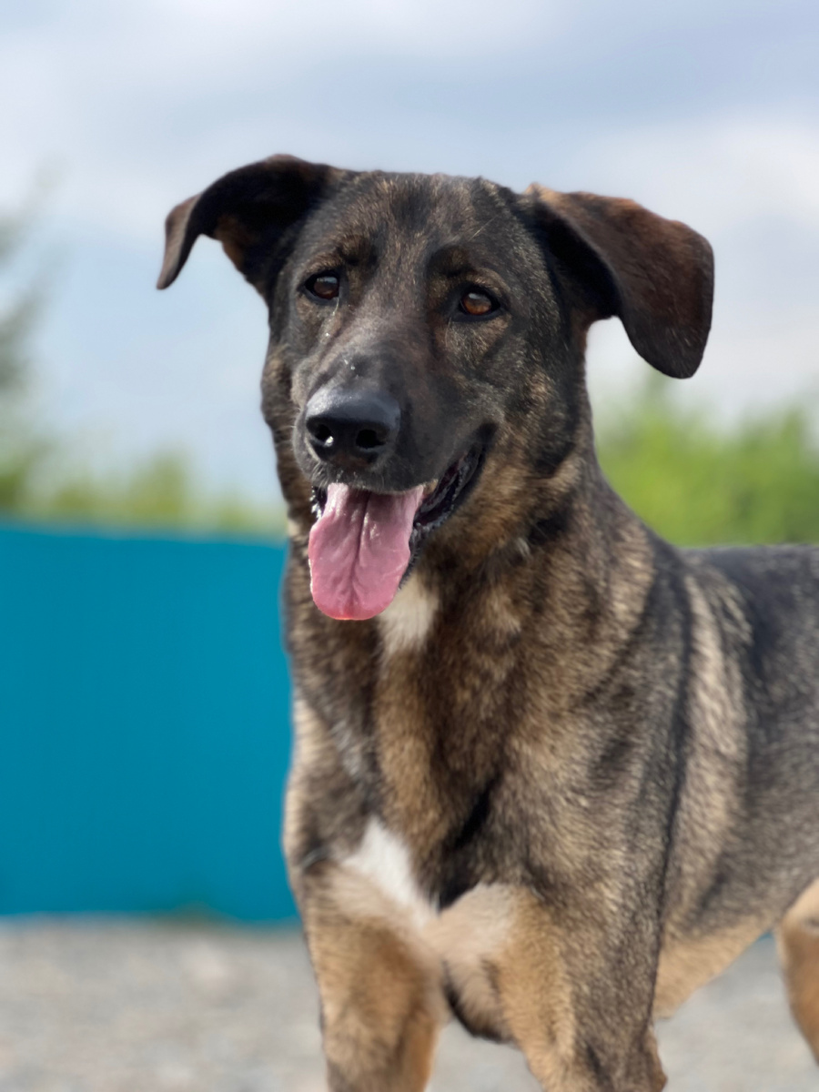 Пост про Оливера размещён более суток назад, но собрал менее 30 лайков