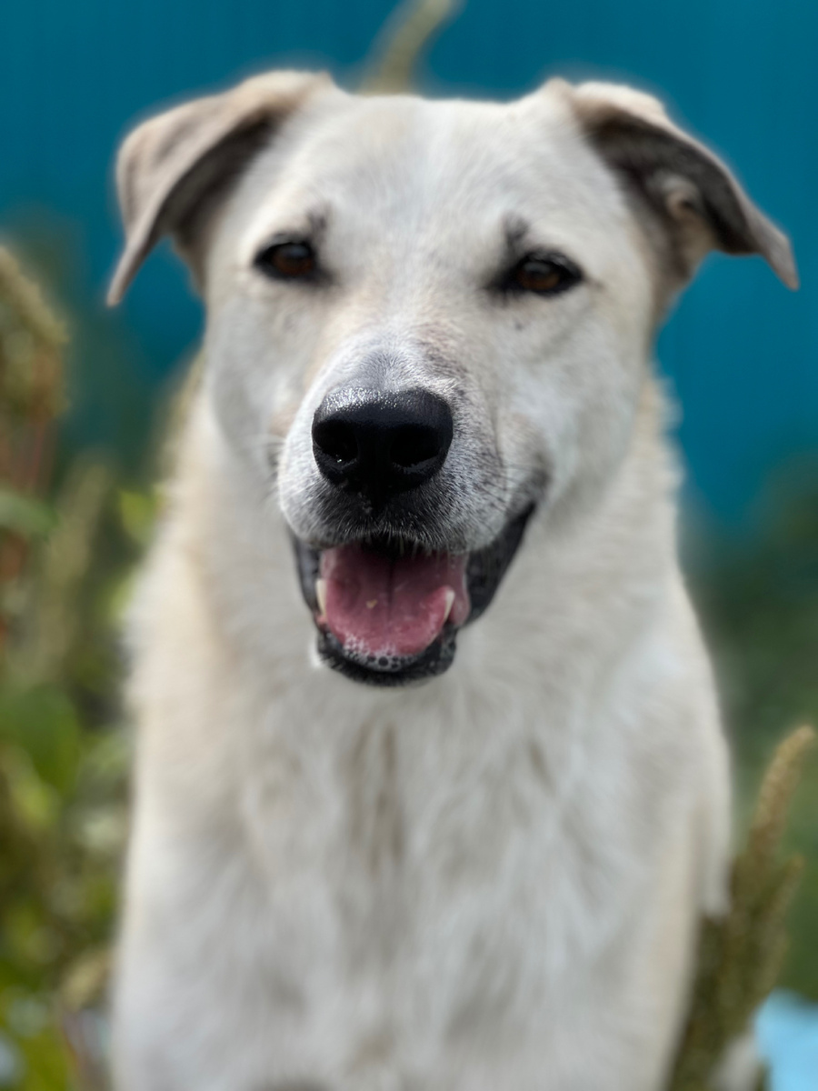 Бураське повезло чуть больше, его «анкета» собрала около 50 откликов