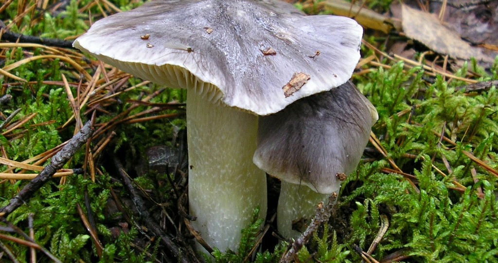 Рядовки-двойники: хорошие, бросовые, опасные. Предупрежден - вооружен!