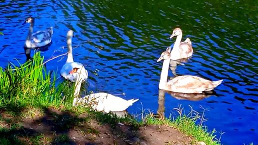 Надо мной пролетели лебеди, мы у озера с Джесси🦢🐕🌺